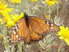 Mariposa monarca sobre margaritas de dunas (<i>Senecio crassiflorus</i>), Mar de Ajó.<br>Foto: Gastón
